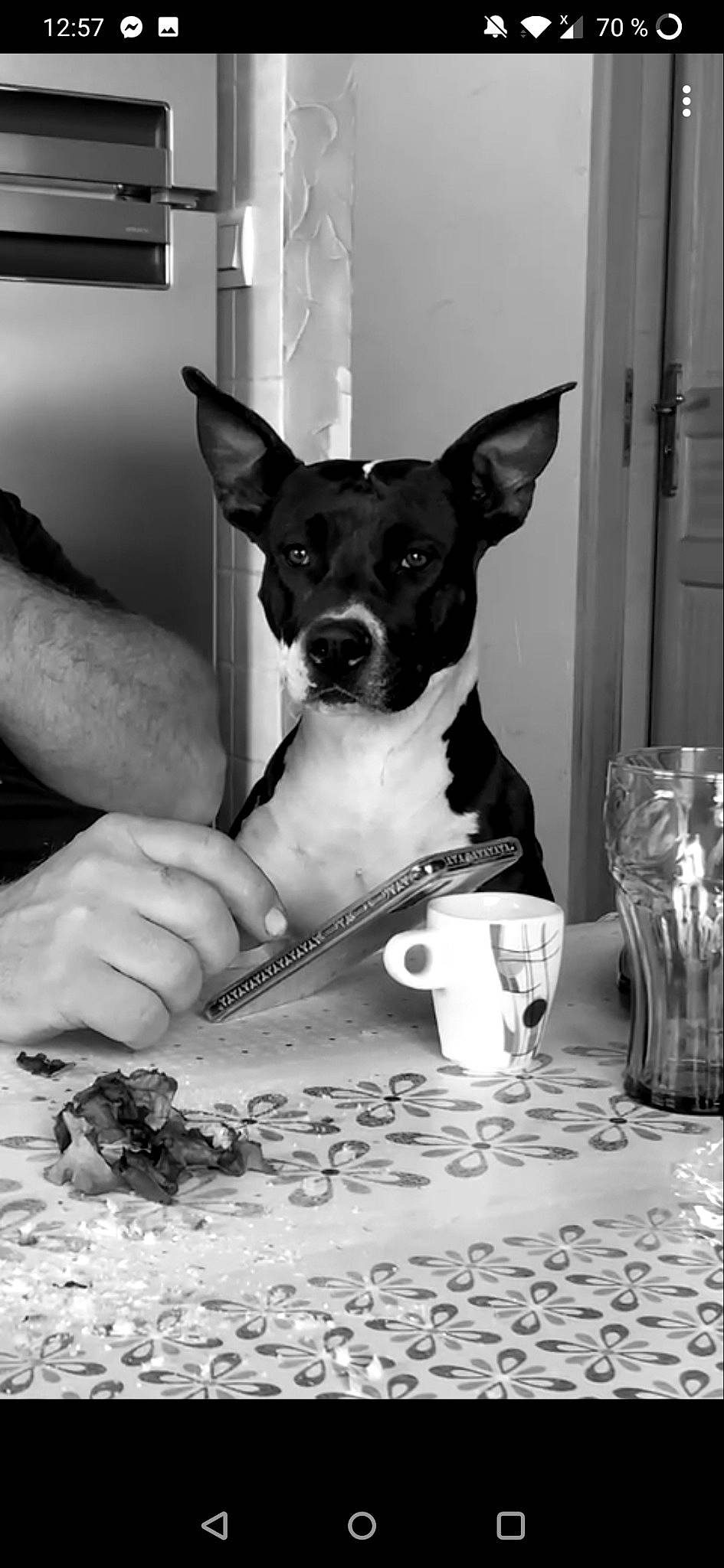 Kalya participe au concours pour gagner de l'argent avec cette photo : black, black_and_white, carnivore, companion_dog, dog, dog_breed, door, drinkware, fawn, monochrome, monochrome_photography, serveware, snout, sporting_group, style, tableware, toy_dog, whiskers, white, working_animal
