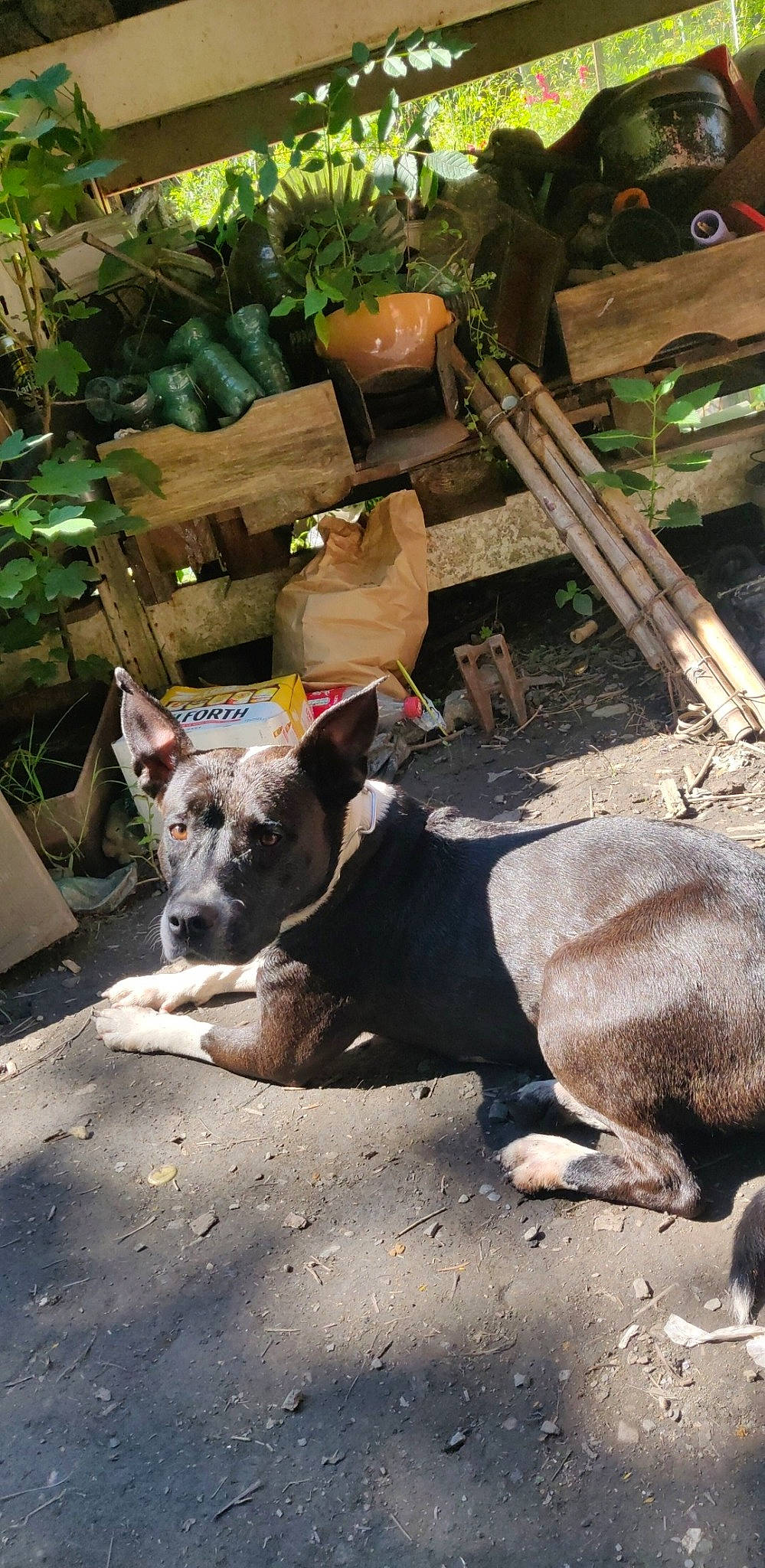 Kalya participe au concours pour gagner de l'argent avec cette photo : adventure, canidae, carnivore, chair, companion_dog, dog, dog_breed, fawn, flowerpot, grass, houseplant, plant, snout, soil, sporting_group, tableware, terrestrial_animal, wood, working_animal, working_dog