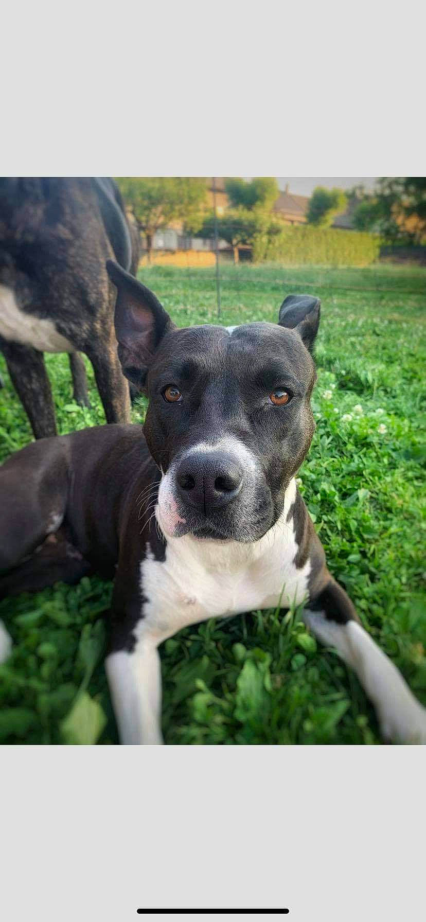 Kalya participe au concours pour gagner de l'argent avec cette photo : annual_plant, carnivore, collar, companion_dog, dairy, dog, dog_breed, dog_collar, grass, grassland, groundcover, non_sporting_group, plant, sporting_group, terrestrial_animal, tree, whiskers, working_animal, working_dog