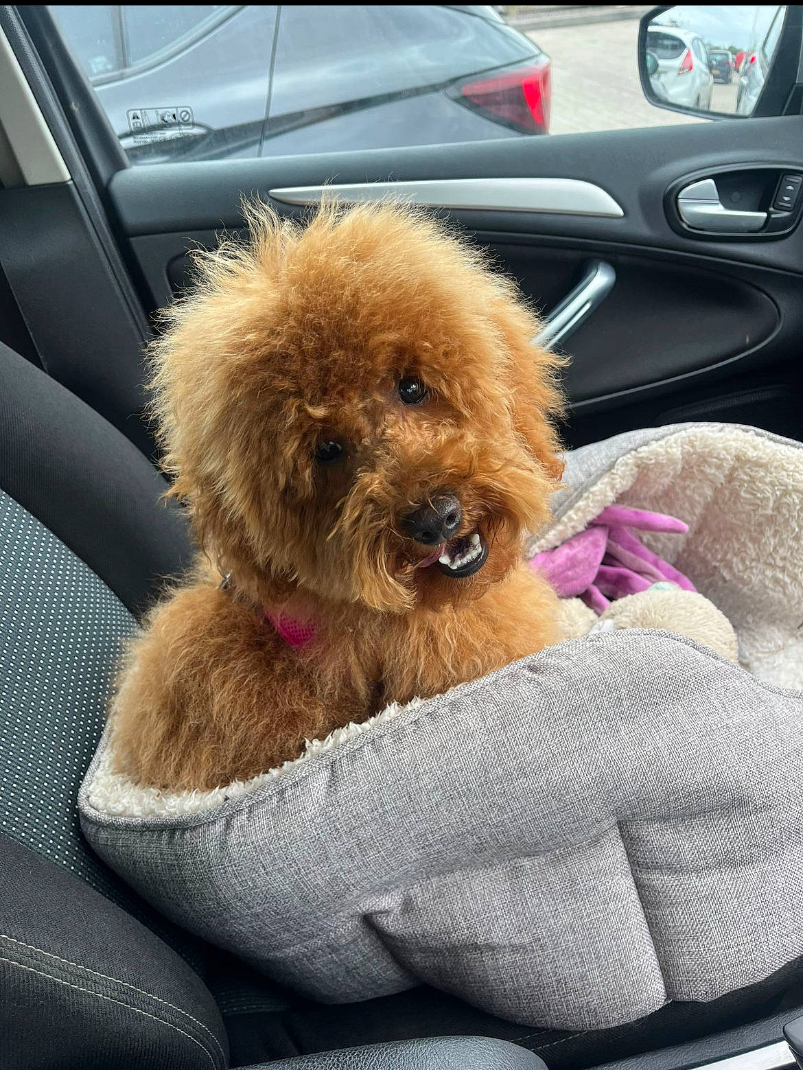 Tilly is registered to the contest to win money with this photo: auto_part, automotive_exterior, car, car_seat, car_seat_cover, carnivore, comfort, companion_dog, dog, dog_breed, family_car, fawn, liver, motor_vehicle, snout, steering_wheel, toy_dog, vehicle, vehicle_door, working_animal