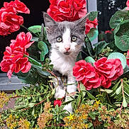 Holy participe au concours pour gagner de l'argent avec cette photo : cat, kitten, animal, pet, face, eyes, whiskers, gray_fur, white_fur, pink_nose, flowers, red_flowers, geraniums, plants, greenery, garden, outdoor, portrait, close_up, window