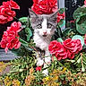 cat, kitten, animal, pet, face, eyes, whiskers, gray_fur, white_fur, pink_nose, flowers, red_flowers, geraniums, plants, greenery, garden, outdoor, portrait, close_up, window
