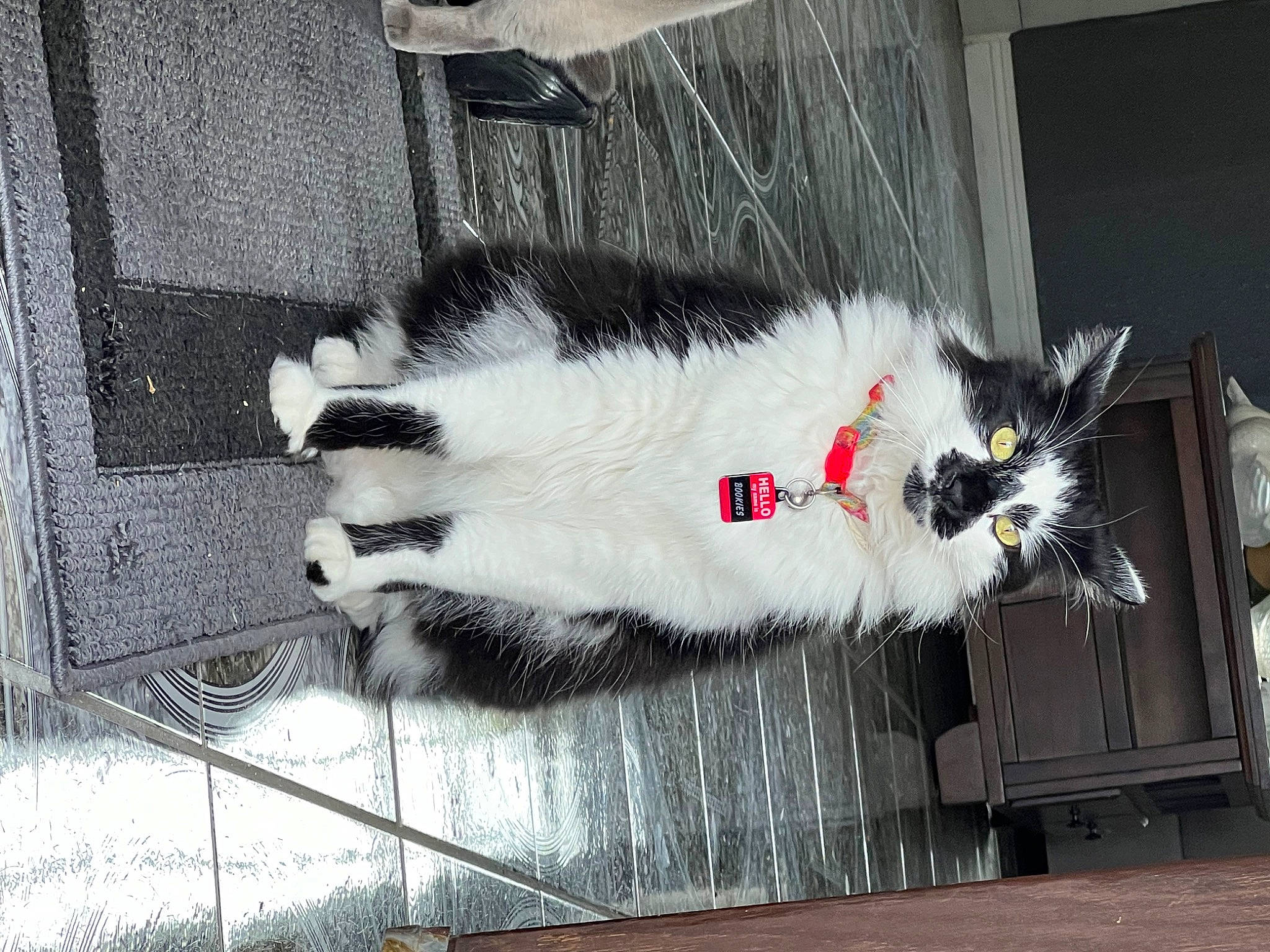 Bookies joined the competition — help win amazing prizes! carmine, carnivore, cat, domestic_short_haired_cat, felidae, flooring, fur, grey, mesh, natural_material, pattern, small_to_medium_sized_cats, snout, tail, whiskers