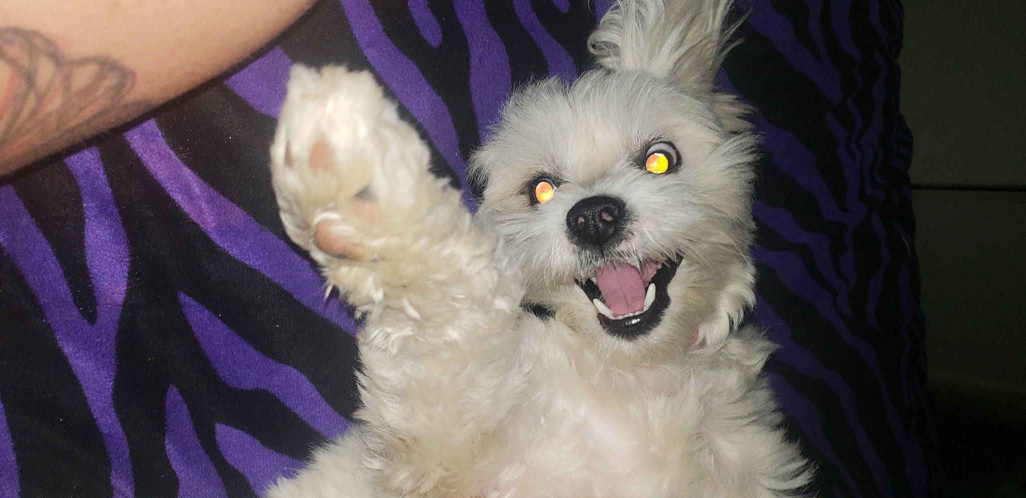 Jupiter Jones joined the competition — help win amazing prizes! canidae, carnivore, companion_dog, dog, dog_breed, dog_supply, ear, eye, fang, fawn, fur, glasses, hair, happy, snout, sporting_group, terrier, toy_dog, whiskers, working_animal