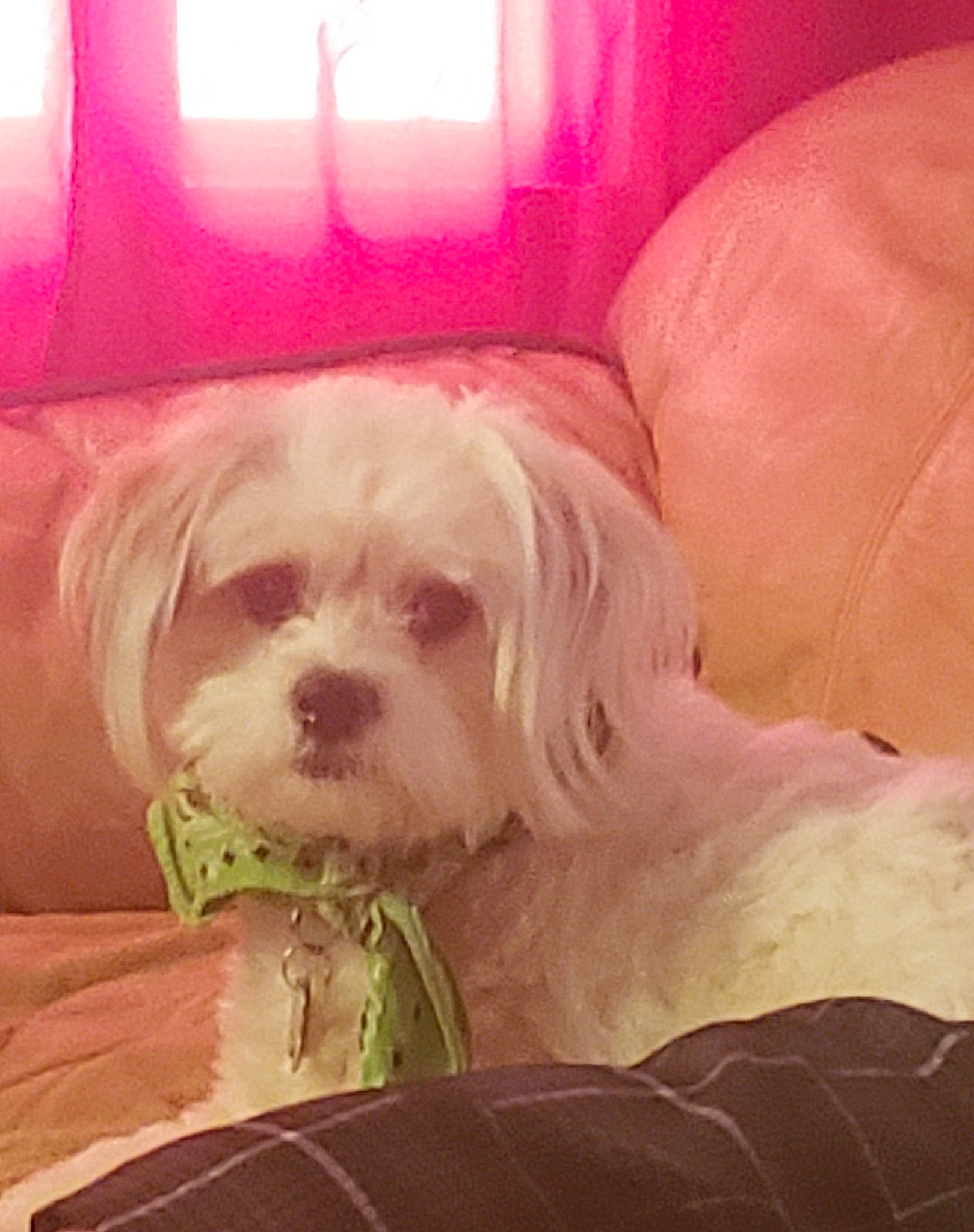 Jupiter Jones joined the competition — help win amazing prizes! blond, canidae, carnivore, comfort, companion_dog, dog, dog_breed, dog_supply, fawn, fur, hair, liver, maltepoo, puppy_love, small_terrier, snout, sporting_group, terrier, toy_dog, working_animal