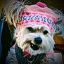 Jupiter Jones is registered to the contest to win money with this photo: accessory, adorable, animal, close_up, cozy, cute, dog, domestic_animal, fluffy, furry, indoor, knitted_hat, pet, pink_hat, playful, portrait, smiling, sweater, warm, winter_clothing