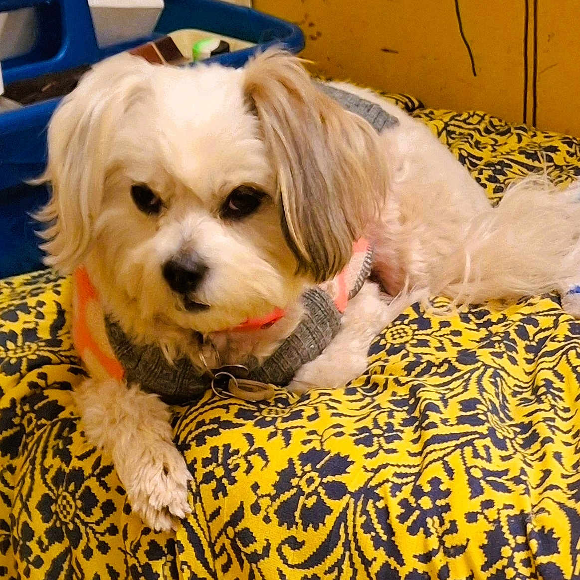 Jupiter Jones joined the competition — help win amazing prizes! animal, blanket, blue, colorful, cozy, cute, dog, domestic, fur, furniture, indoor, looking, patterned_blanket, paw, pet, resting, small_dog, sweater, white_dog, yellow