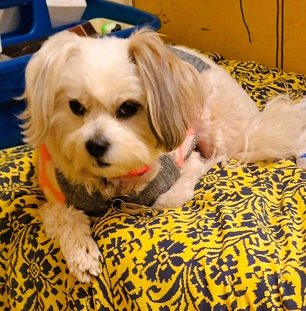 Jupiter Jones joined the competition — help win amazing prizes! animal, blanket, blue, colorful, cozy, cute, dog, domestic, fur, furniture, indoor, looking, patterned_blanket, paw, pet, resting, small_dog, sweater, white_dog, yellow
