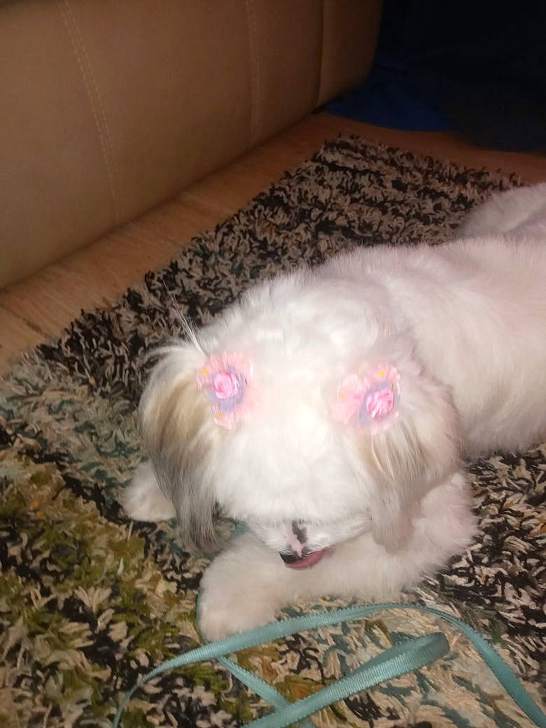 Jupiter Jones is registered to the contest to win money with this photo: carnivore, comfort, companion_dog, dog, dog_breed, ear, fawn, felidae, fur, liver, paw, pet_supply, rabbits_and_hares, small_to_medium_sized_cats, snout, sporting_group, tail, toy_dog, whiskers, working_animal