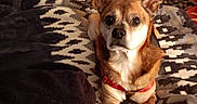 Rosco joined the competition — help win amazing prizes! animal, blanket, brown, canine, companion, cozy, cute, dog, domestic_animal, ears, fur, indoor, looking_at_camera, lying_down, patterned_blanket, pet, red_harness, resting, small_dog, warm