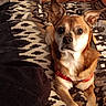 animal, blanket, brown, canine, companion, cozy, cute, dog, domestic_animal, ears, fur, indoor, looking_at_camera, lying_down, patterned_blanket, pet, red_harness, resting, small_dog, warm