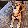 Rosco is registered to the contest to win money with this photo: alert, animal, bed, blanket, brown_fur, companion, cozy, cute, dog, ears, furniture, harness, home, indoor, looking, lying_down, pet, resting, small_dog, white_fur