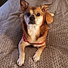 Rosco is registered to the contest to win money with this photo: animal, attention, bed, blanket, brown_coat, canine, close_up, comfort, companion, cute, dog, ears_up, front_paws, fur, indoor, looking_up, pet, red_harness, resting, texture