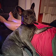 Vicky a rejoint le concours — aidez-le/la à gagner de superbes lots ! dog, french_bulldog, pet, indoor, living_room, person, red_pants, furniture, carpet, relaxed, paw, curious, cozy, resting, ear, face, animal, companion, casual, home