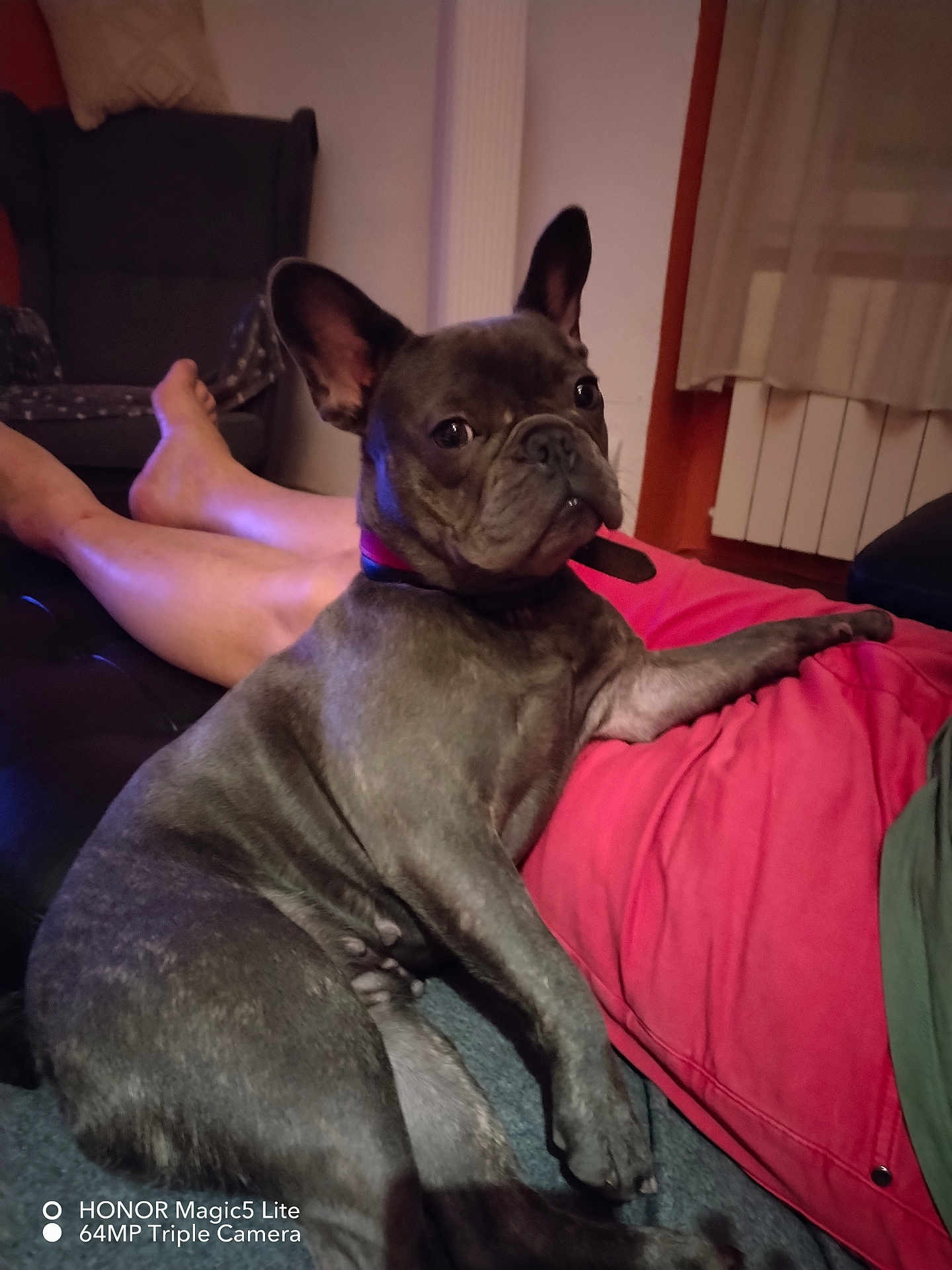 Vicky a rejoint le concours — aidez-le/la à gagner de superbes lots ! dog, french_bulldog, pet, indoor, living_room, person, red_pants, furniture, carpet, relaxed, paw, curious, cozy, resting, ear, face, animal, companion, casual, home