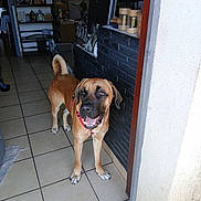 Taz participe au concours pour gagner de l'argent avec cette photo : canine, dog, doorframe, doorway, floor_tiles, fur, furniture, happy, harness, house, indoor, interior, light, pet, plant, room, smiling, tail, tile_floor, window