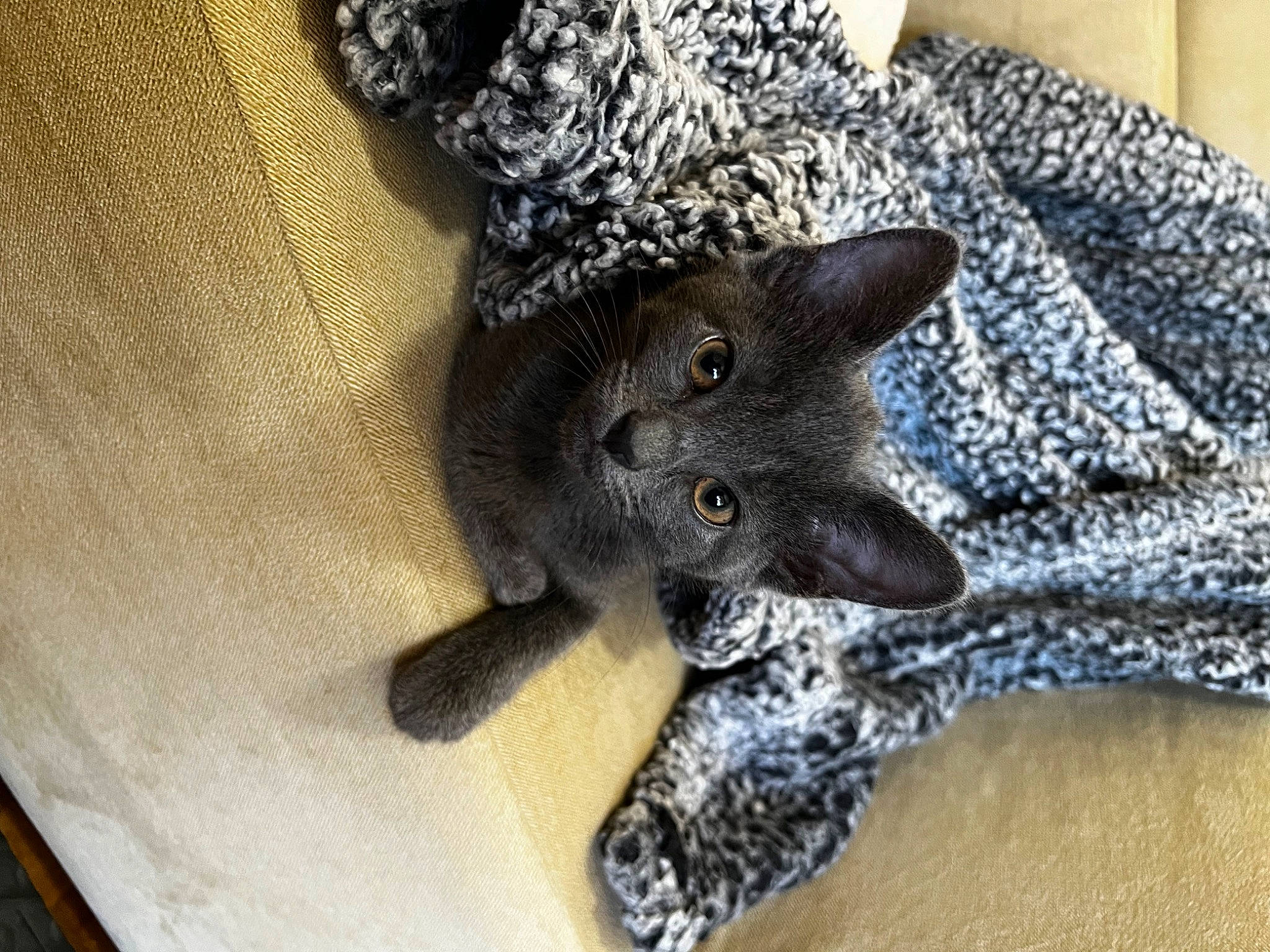 Cinder joined the competition — help win amazing prizes! black_cat, carnivore, cat, claw, comfort, domestic_short_haired_cat, fawn, felidae, fur, grey, knitting, pattern, paw, russian_blue, small_to_medium_sized_cats, snout, tail, tree, whiskers, wool