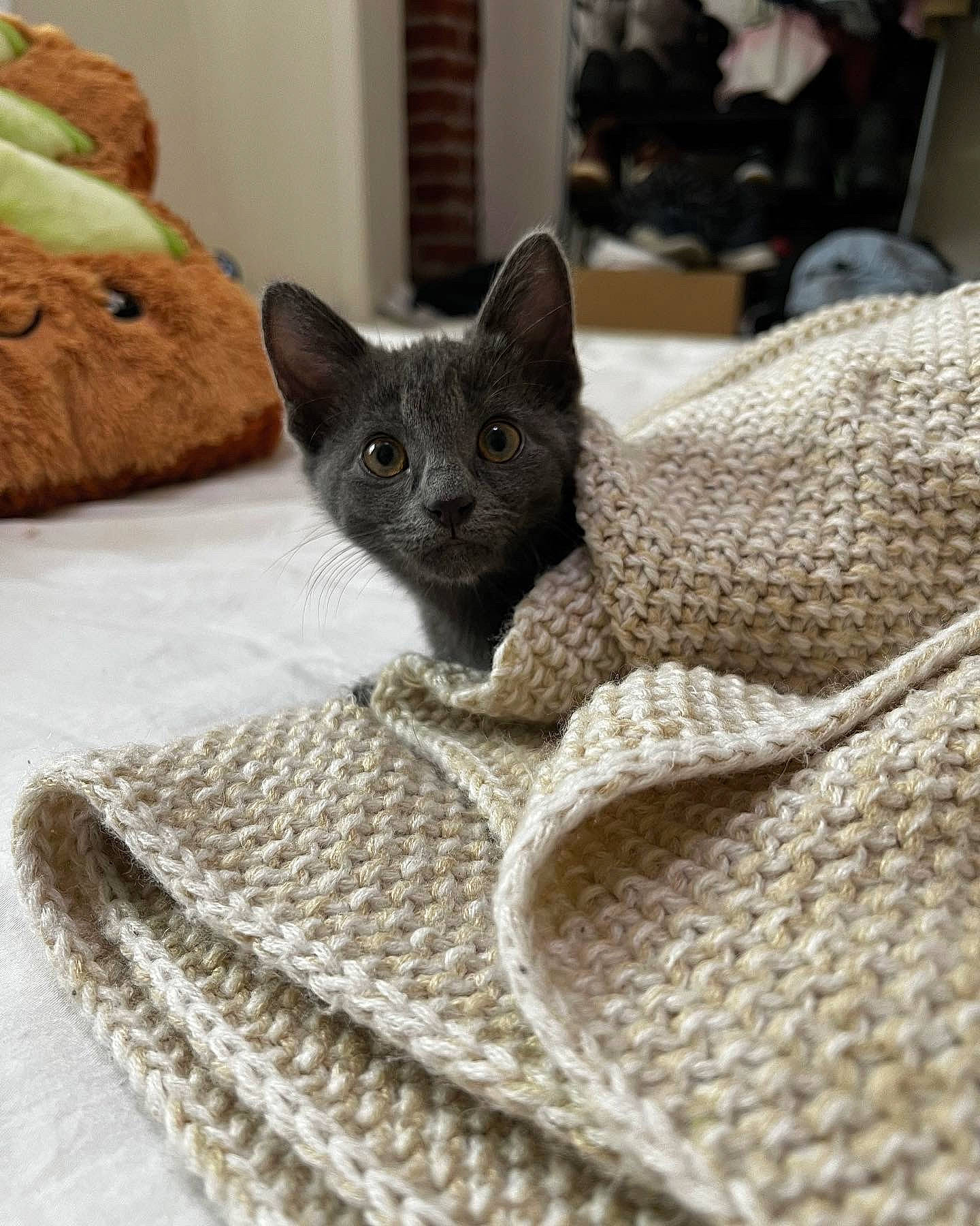 Cinder is registered to the contest to win money with this photo: black_cat, carnivore, cat, cat_supply, claw, comfort, domestic_short_haired_cat, felidae, flooring, fur, grey, linens, pattern, russian_blue, small_to_medium_sized_cats, snout, tail, whiskers, wood, woven_fabric