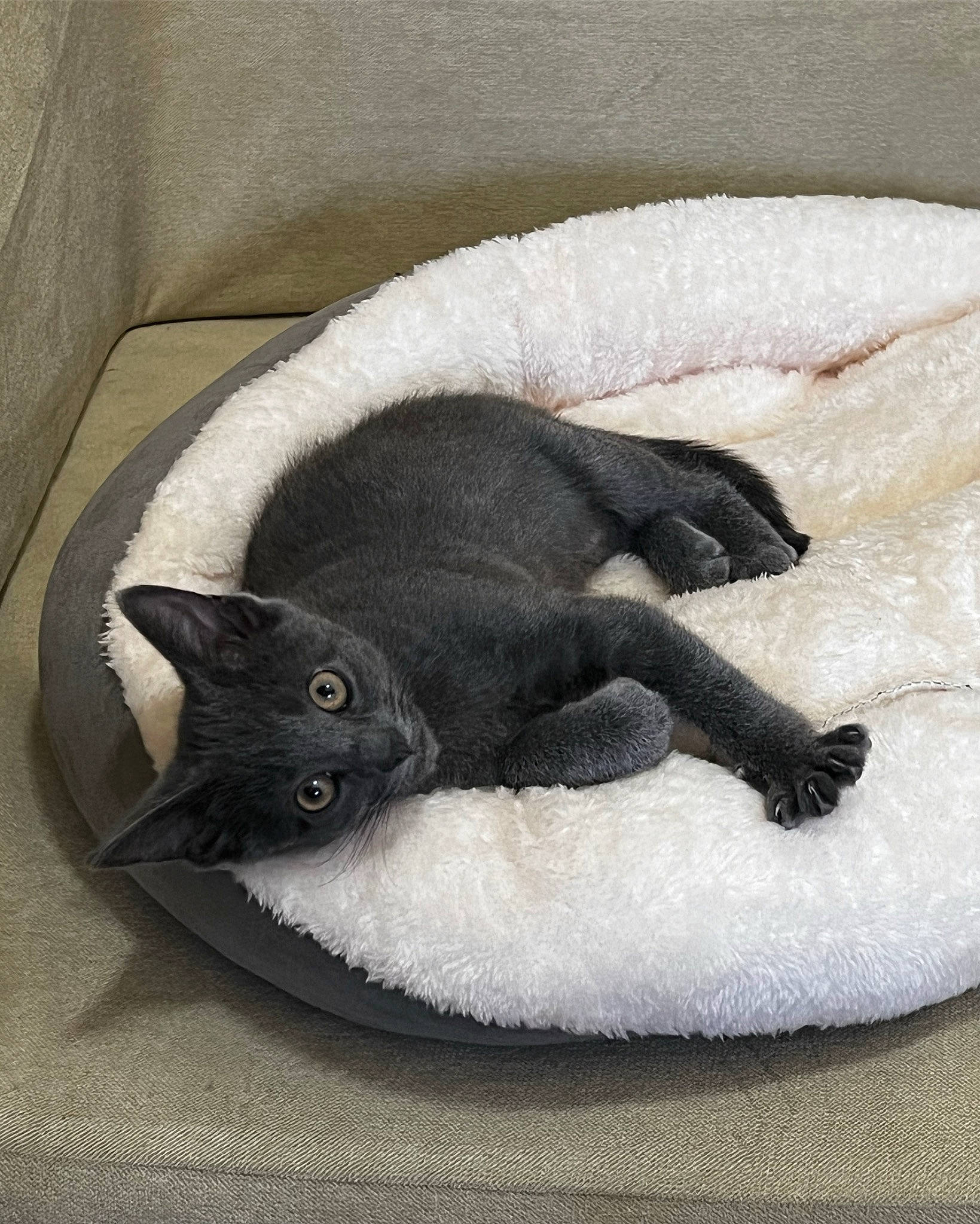 Cinder joined the competition — help win amazing prizes! black_cat, canidae, carnivore, cat, cat_bed, cat_supply, claw, comfort, dog_breed, domestic_short_haired_cat, fawn, felidae, fur, grey, linens, nap, paw, small_to_medium_sized_cats, tail, whiskers