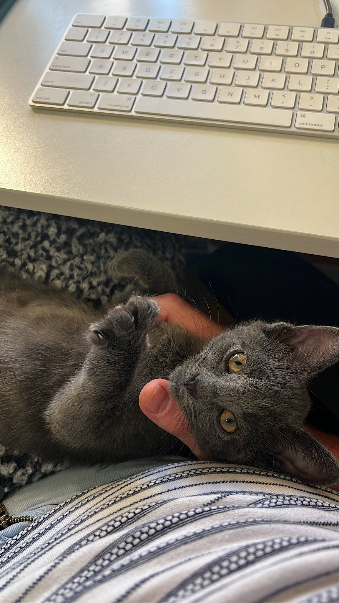 Cinder is registered to the contest to win money with this photo: black, carnivore, cat, comfort, computer_keyboard, domestic_short_haired_cat, felidae, flooring, gesture, grey, input_device, numeric_keypad, office_equipment, output_device, peripheral, russian_blue, small_to_medium_sized_cats, snout, space_bar, whiskers