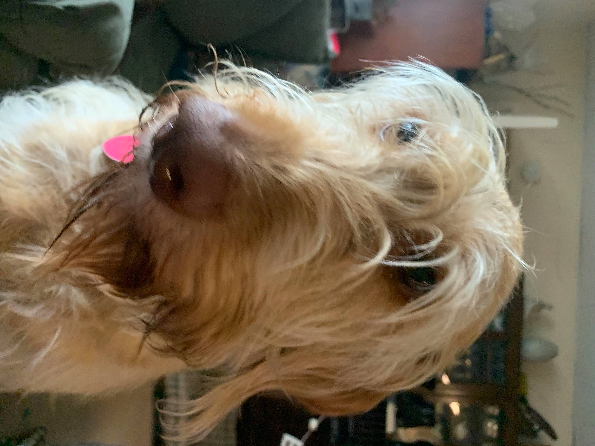 Joey Doodle is registered to the contest to win money with this photo: bearded_collie, canidae, carnivore, collar, companion_dog, dog, dog_breed, dog_collar, dog_supply, fashion_accessory, fawn, fur, liver, small_terrier, snout, sporting_group, terrier, toy_dog, whiskers, working_animal