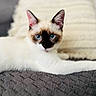 Kiara a rejoint le concours — aidez-le/la à gagner de superbes lots ! animal, blanket, cat, kitten, manx, pet, siamese