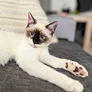 Kiara participe au concours pour gagner de l'argent avec cette photo : animal, cat, kitten, manx, pet, siamese