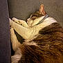 Bichounette a rejoint le concours — aidez-le/la à gagner de superbes lots ! brown, cat, closeup, collar, comfortable, couch, cozy, domestic_animal, feline, fur, indoor, paws, pet, relaxation, rest, sleeping, soft, tabby, whiskers, white