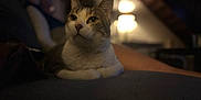 Bichounette participe au concours pour gagner de l'argent avec cette photo : animal, blurred_background, cat, companion, cozy, cute, domestic, ears, feline, fur, home, indoor, low_light, mammal, pet, portrait, relaxed, resting, tabby, whiskers