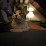 animal, blurred_background, cat, companion, cozy, cute, domestic, ears, feline, fur, home, indoor, low_light, mammal, pet, portrait, relaxed, resting, tabby, whiskers