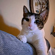 Ivy Ramos joined the competition — help win amazing prizes! cat, indoor, close_up, curious, white, tabby, paw, feline, wall_art, texture, blue, soft_light, whiskers, pink_nose, relaxed, household, pet, domestic_cat, looking, cute