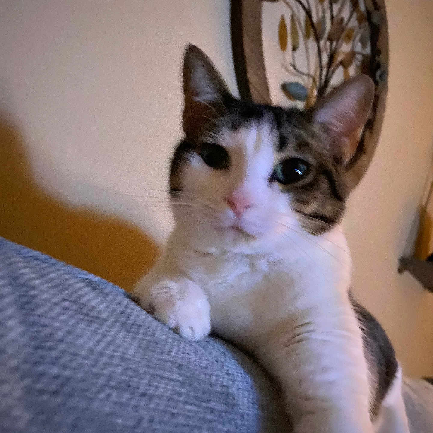Ivy Ramos joined the competition — help win amazing prizes! blue, cat, close_up, curious, cute, domestic_cat, feline, household, indoor, looking, paw, pet, pink_nose, relaxed, soft_light, tabby, texture, wall_art, whiskers, white