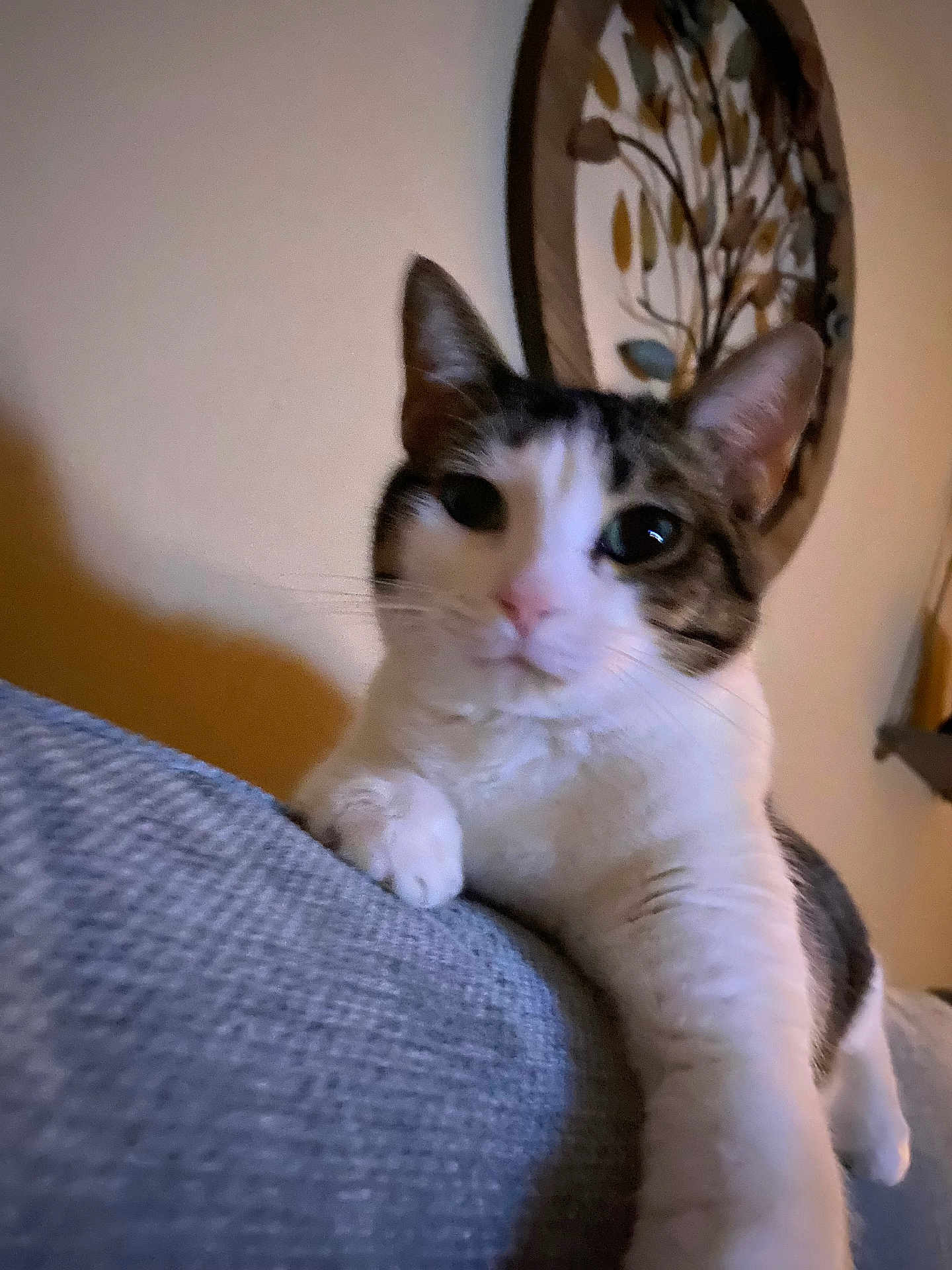 Ivy Ramos joined the competition — help win amazing prizes! cat, indoor, close_up, curious, white, tabby, paw, feline, wall_art, texture, blue, soft_light, whiskers, pink_nose, relaxed, household, pet, domestic_cat, looking, cute