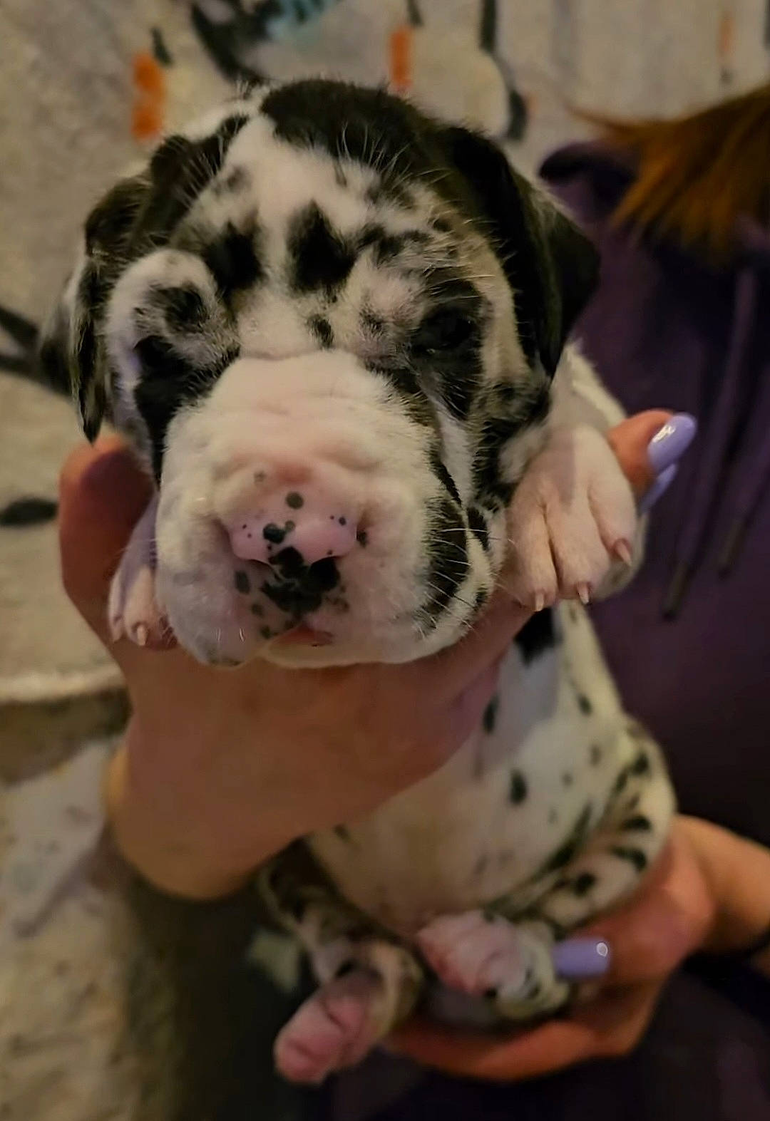 Lovely joined the competition — help win amazing prizes! animal, black_and_white, close_up, cozy, cute, dog, fur, hands, holding, indoor, lavender_nails, nails, person, pet, pink_nose, puppy, small_paws, spotted, wrinkled_face, young_dog