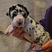 Lovely is registered to the contest to win money with this photo: puppy, dog, hand, person, nail_polish, purple, pink_nose, spots, cute, pet, young, animal, furry, indoor, holding, resting, soft_background, closeup, small, adorable