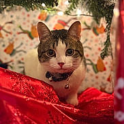 Loki is registered to the contest to win money with this photo: cat, feline, pet, holiday, christmas_tree, wrapping_paper, red_fabric, collar, bell, close_up, portrait, bokeh, festive, indoors, whiskers, ears, eyes, sitting, gift_wrap, decorations