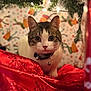 cat, feline, pet, holiday, christmas_tree, wrapping_paper, red_fabric, collar, bell, close_up, portrait, bokeh, festive, indoors, whiskers, ears, eyes, sitting, gift_wrap, decorations