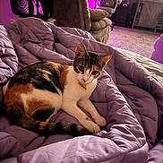 Aria joined the competition — help win amazing prizes! cat, calico_cat, blanket, bed, bedding, purple, indoor, living_room, gaming_chair, recliner, tv, carpet, cozy, pet, portrait, animal, furniture, pillow, led_lighting, relaxing