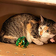 Callie joined the competition — help win amazing prizes! cat, feline, pet, cardboard_box, tabby, calico, toy, foil_ball, shiny, green, collar, tag, whiskers, ears, paws, cozy, indoor, portrait, looking_away, curious