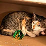 cat, feline, pet, cardboard_box, tabby, calico, toy, foil_ball, shiny, green, collar, tag, whiskers, ears, paws, cozy, indoor, portrait, looking_away, curious
