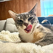 Noodle is registered to the contest to win money with this photo: cat, tongue_out, fluffy_blanket, indoor, cozy, wood_paneling, window, couch, pet, feline, relaxed, animal, whiskers, fur, tongue, cute, home, domestic_cat, resting, closeup