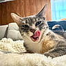 cat, tongue_out, fluffy_blanket, indoor, cozy, wood_paneling, window, couch, pet, feline, relaxed, animal, whiskers, fur, tongue, cute, home, domestic_cat, resting, closeup