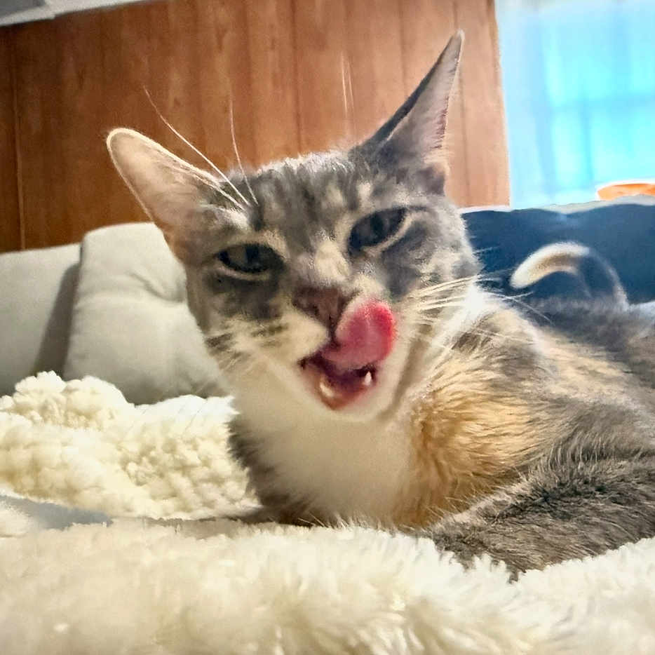 Noodle is registered to the contest to win money with this photo: cat, tongue_out, fluffy_blanket, indoor, cozy, wood_paneling, window, couch, pet, feline, relaxed, animal, whiskers, fur, tongue, cute, home, domestic_cat, resting, closeup