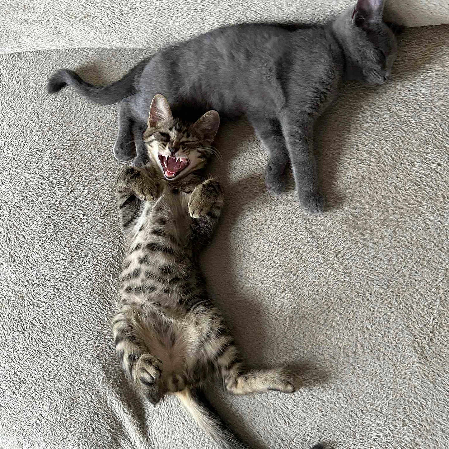 Max participe au concours pour gagner de l'argent avec cette photo : animal, blanket, cat, cozy, cute, feline, fur, gray_cat, indoor, kitten, paw, pet, playful, relaxing, resting, sleeping, tabby, tail, whiskers, yawning