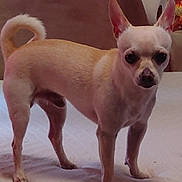 Sparky joined the competition — help win amazing prizes! dog, chihuahua, small_dog, pet, animal, standing, ears_up, tail_curled, indoor, chair, white_surface, fur, alert, companion, cute, domestic_animal, looking, four_legs, canine, household