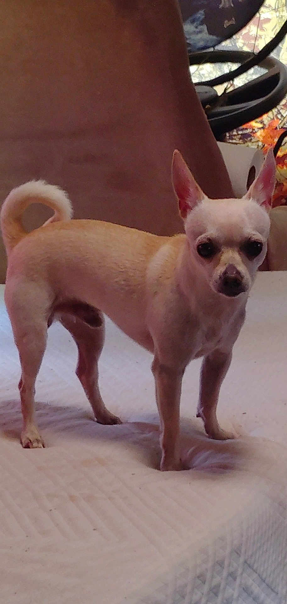 Sparky