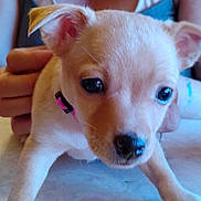 Candy Baby joined the competition — help win amazing prizes! puppy, dog, close_up, pet, collar, pink, marble_surface, person, hand, cute, young, animal, indoor, fur, ears, nose, eyes, stretching, light, tattoo