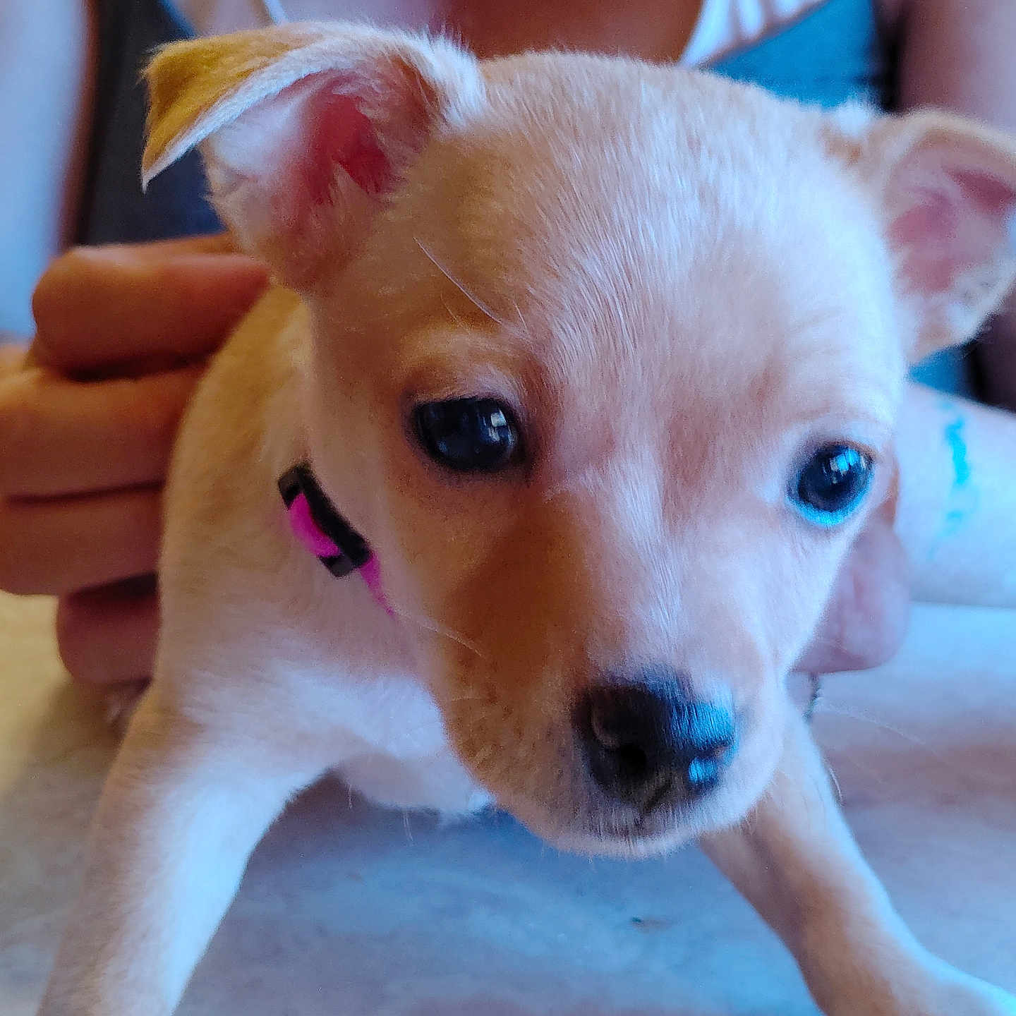 Candy Baby joined the competition — help win amazing prizes! animal, close_up, collar, cute, dog, ears, eyes, fur, hand, indoor, light, marble_surface, nose, person, pet, pink, puppy, stretching, tattoo, young