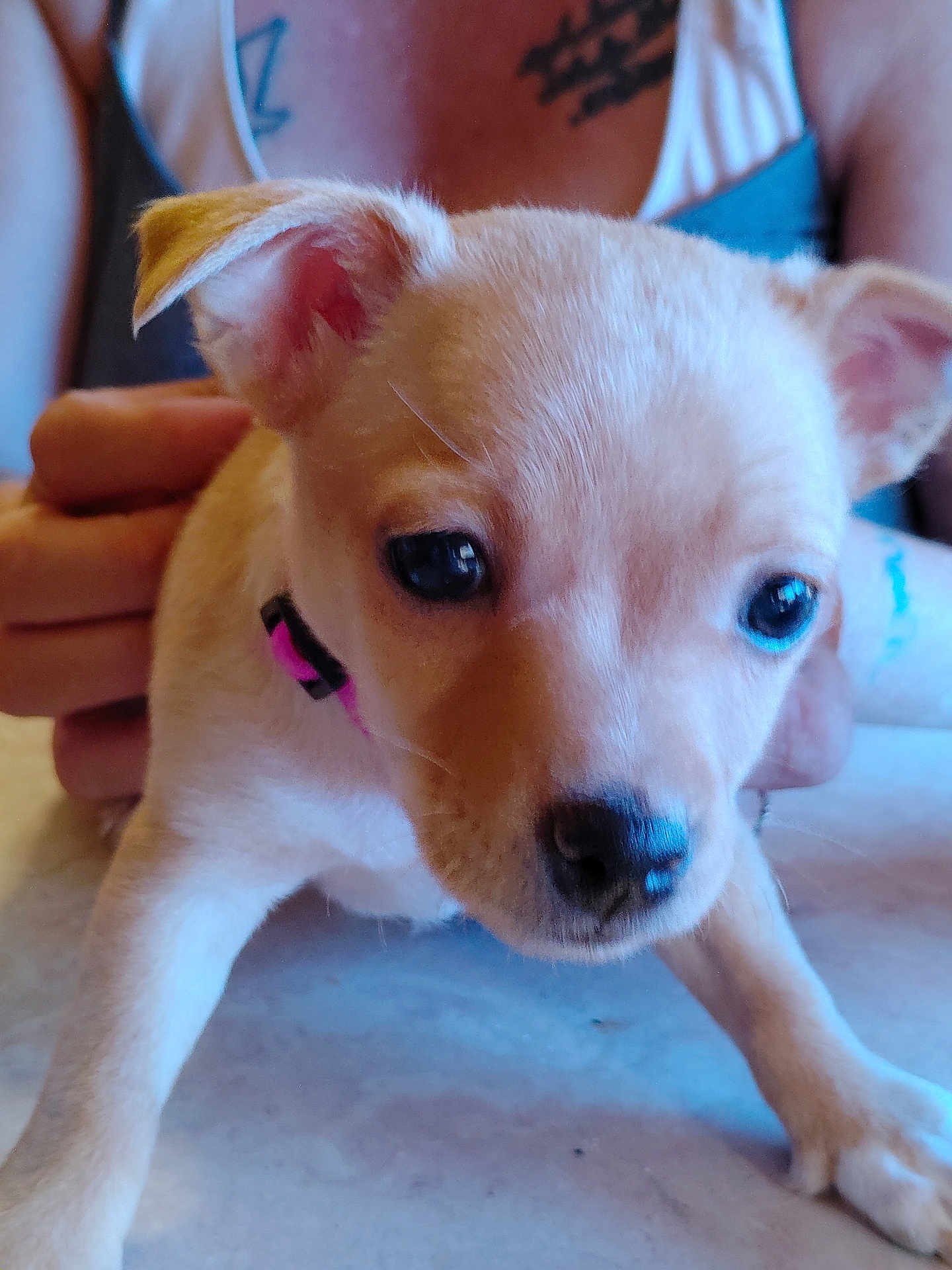 Candy Baby joined the competition — help win amazing prizes! puppy, dog, close_up, pet, collar, pink, marble_surface, person, hand, cute, young, animal, indoor, fur, ears, nose, eyes, stretching, light, tattoo