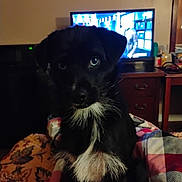 Jack joined the competition — help win amazing prizes! animal, black_dog, blanket, companion, cozy, curious, dog, domestic_animal, furniture, home, indoor, living_room, mammal, pet, puppy, quilt, sitting, television, white_patch, young_dog